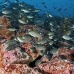 chromis_brown_gor_h_0091_ecu1600.jpg
